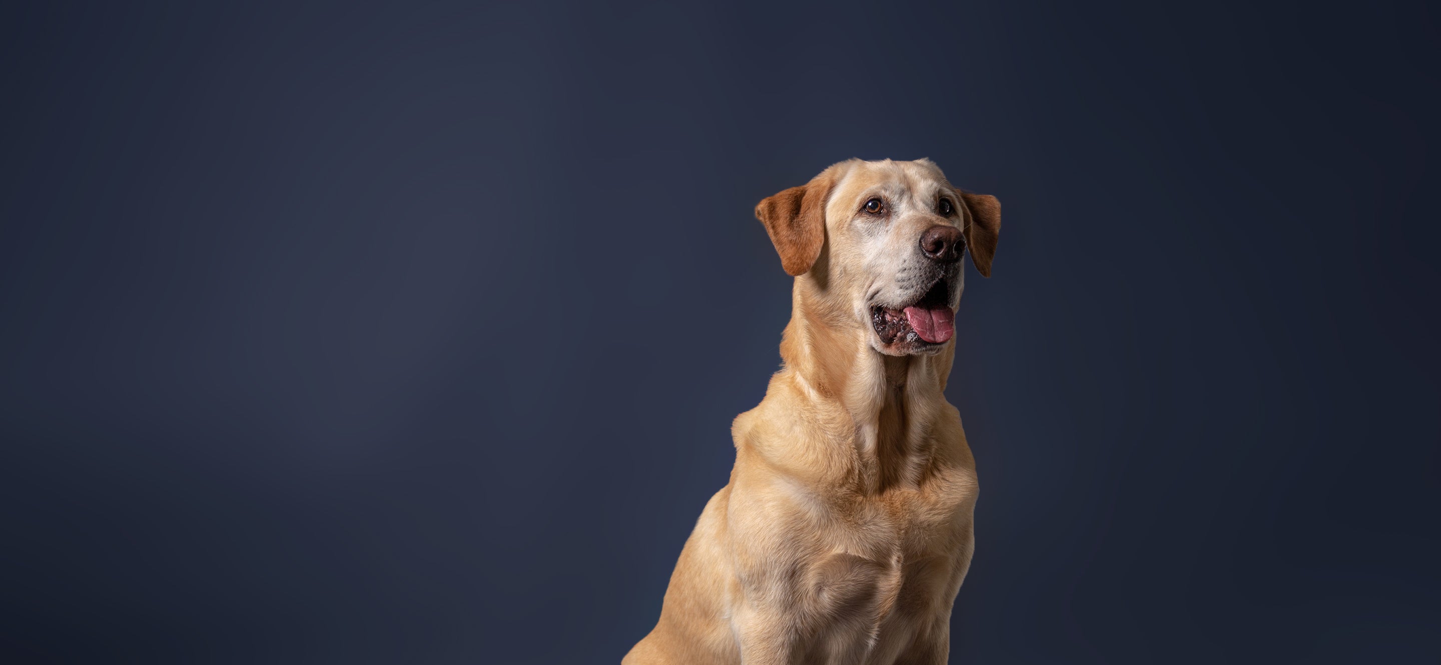 Canine Balto® Braces