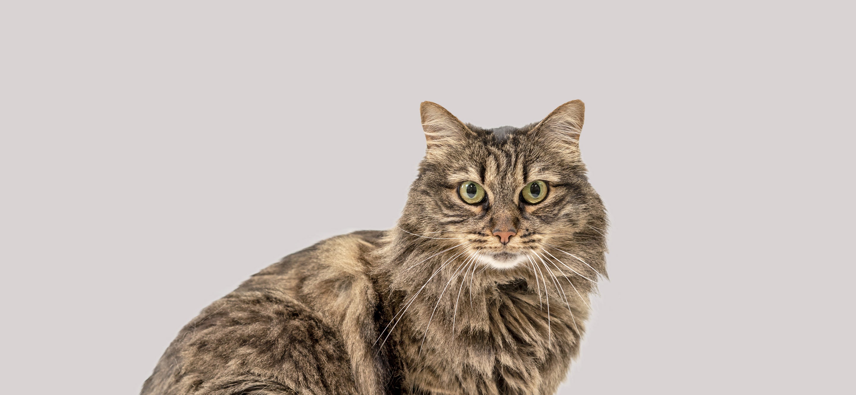Feline Balto® Braces