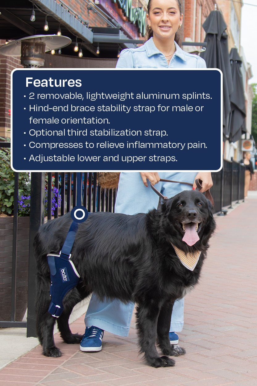 balto canada jump brace for dogs features