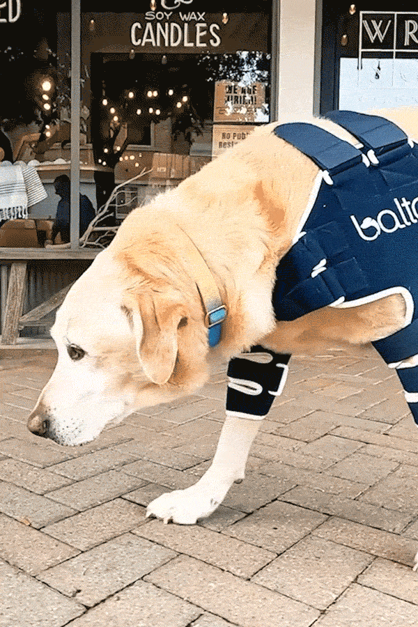 Balto® Lux – Shoulder Brace