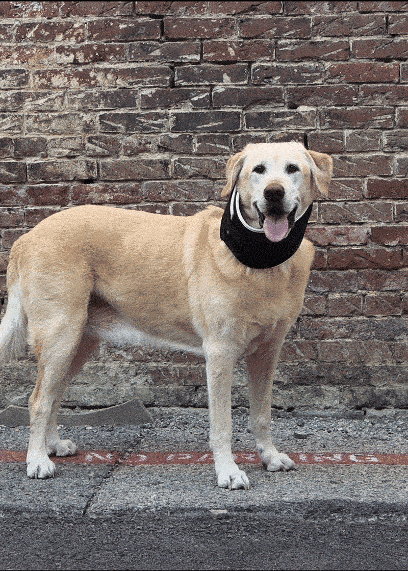 balto neck eco collar for canines and dogs