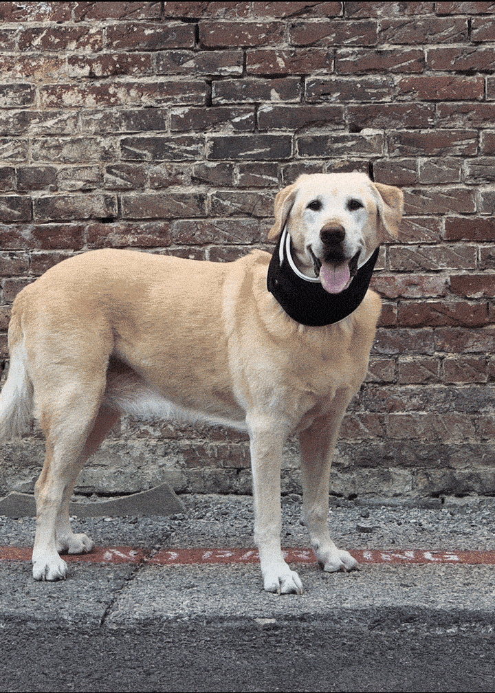 balto neck eco collar for canines and dogs