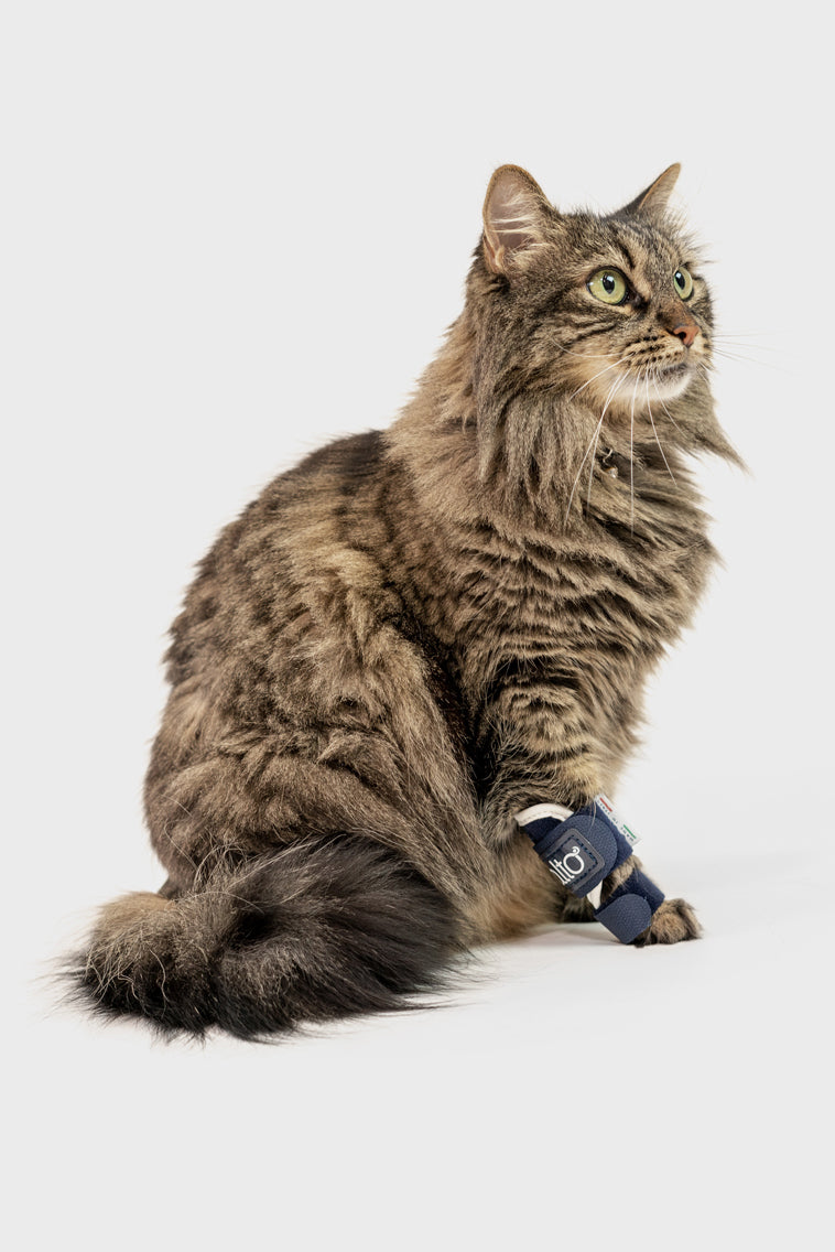 Balto® Splint Cat Carpal/Tarsal Laxity Splint for Felines Balto® Canada