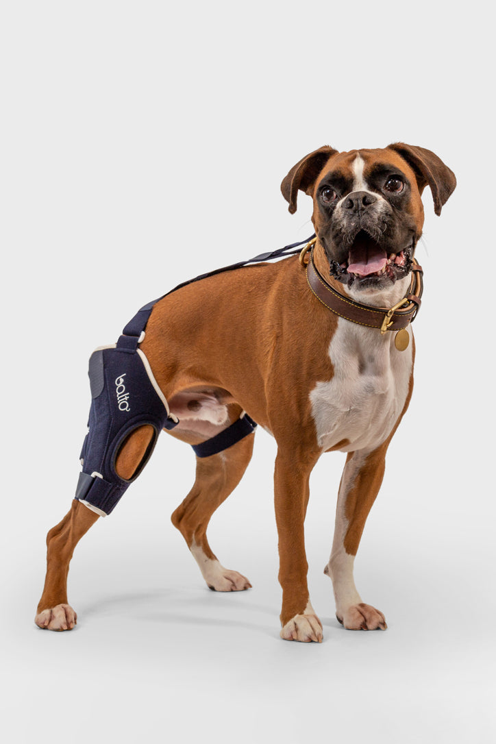 Dog leg shop brace canada