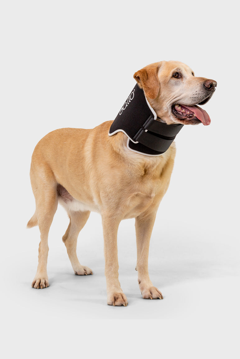 Balto® Neck Eco – E-Collar Alternative