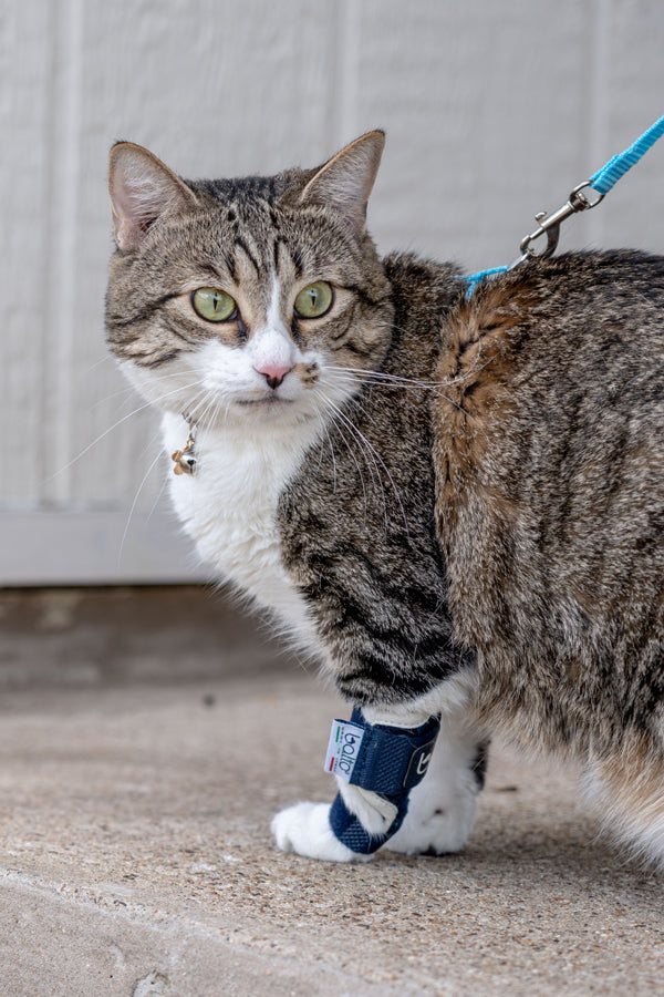 Balto® Splint Cat – Attelle de laxité carpienne/tarsienne pour chats