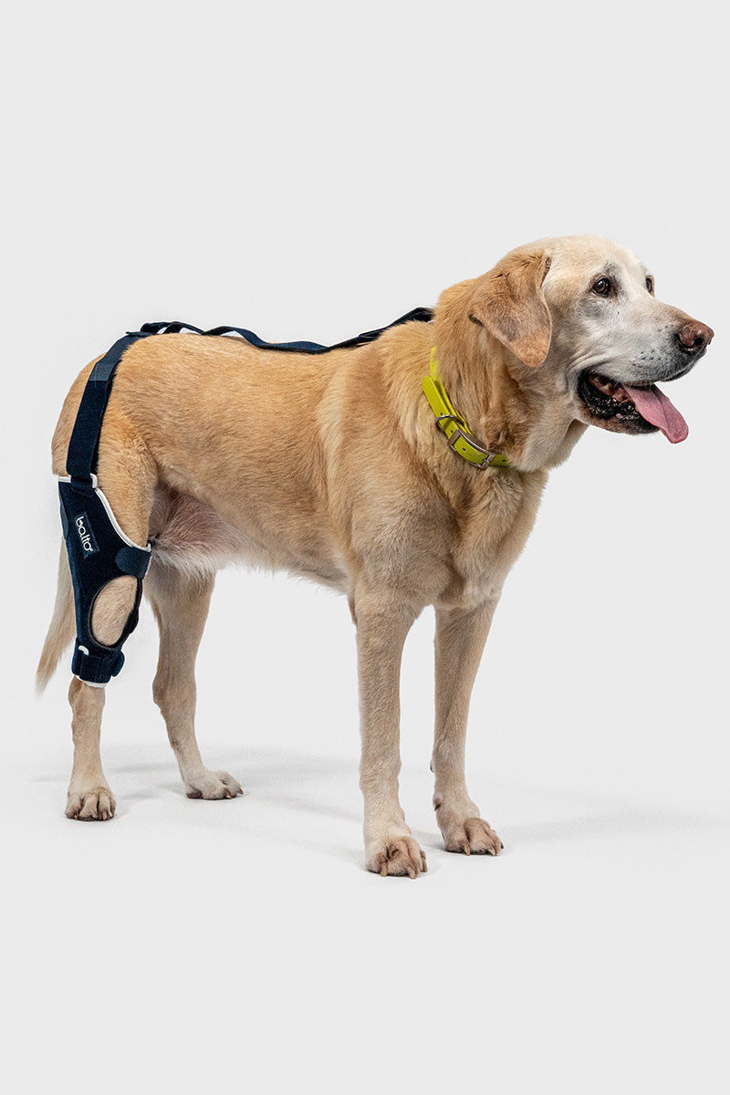 Balto® Jump – Knee Brace