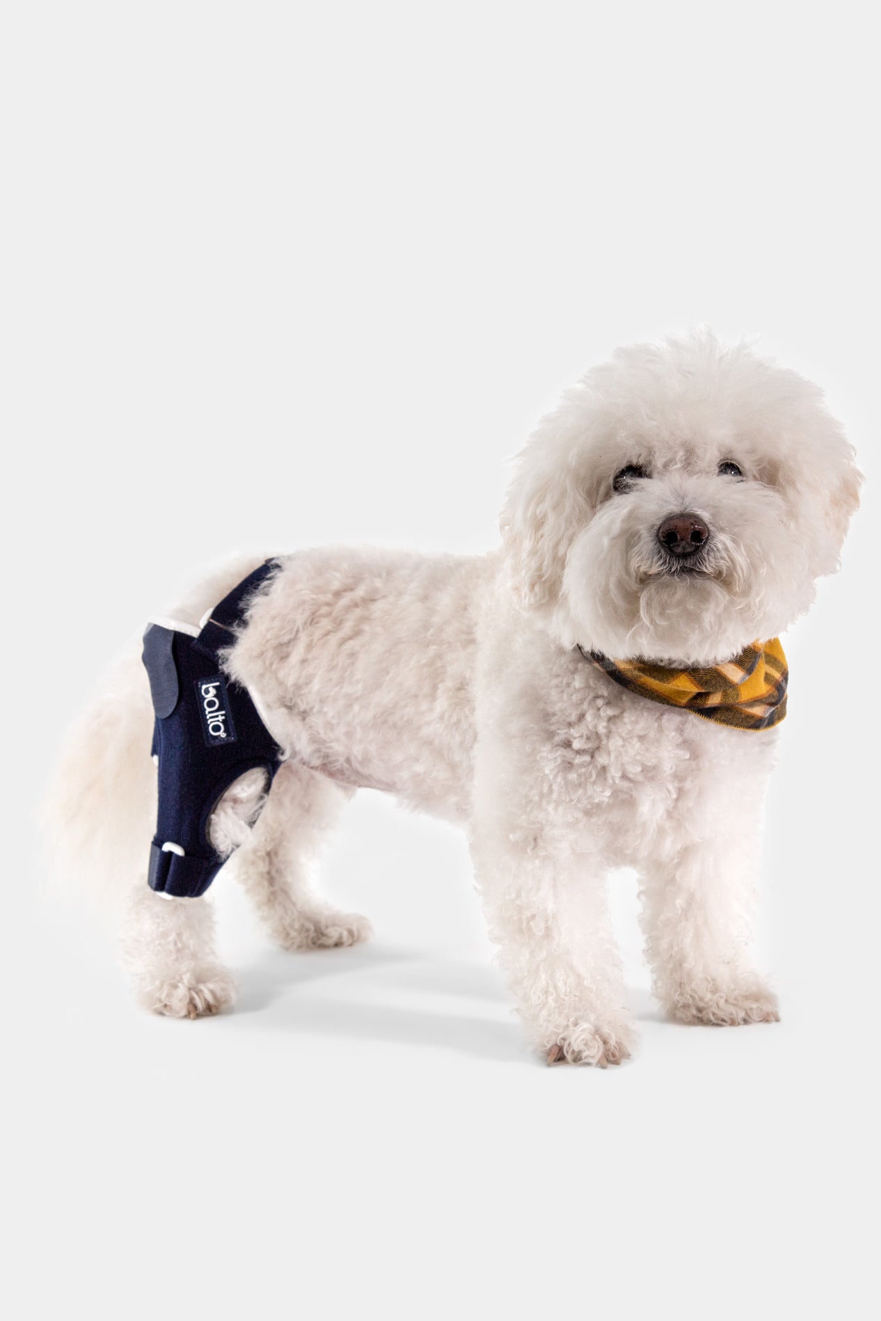 Canine Knee CCL Brace Balto Canada