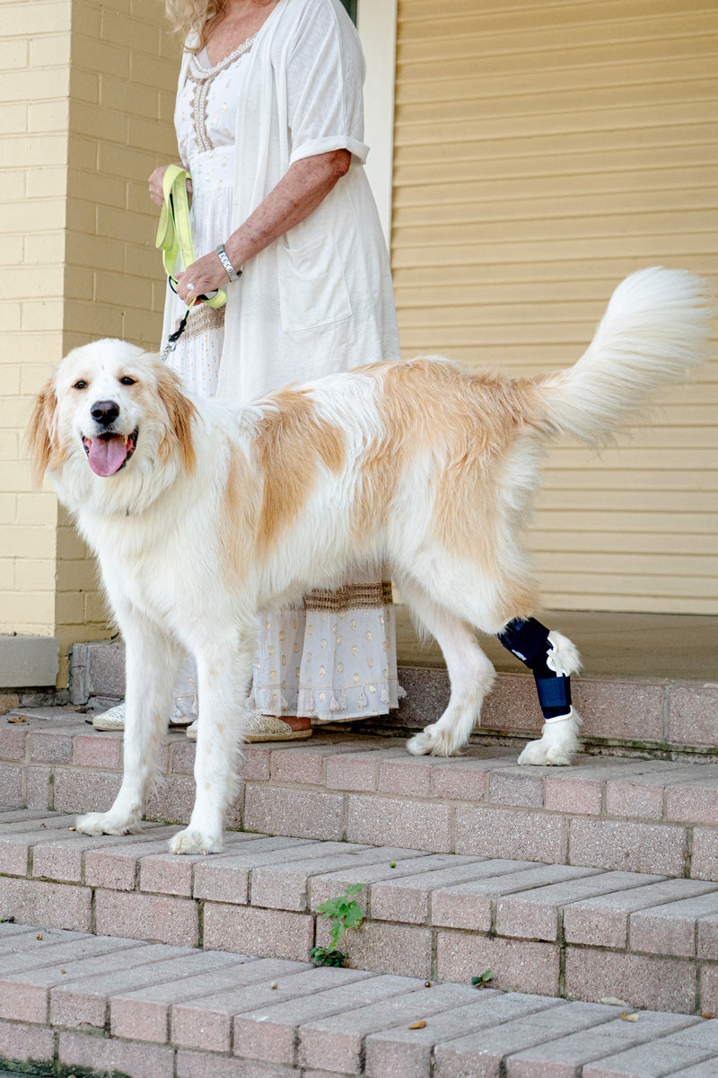 Balto® Hock – Hock Brace