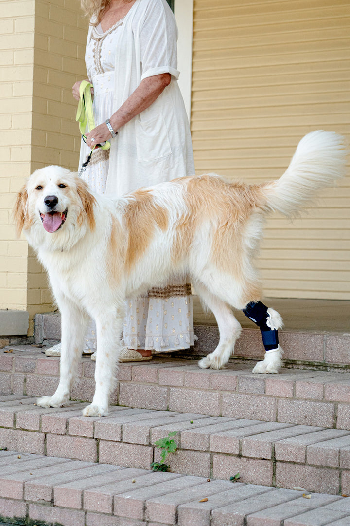 Balto® Hock – Hock Brace