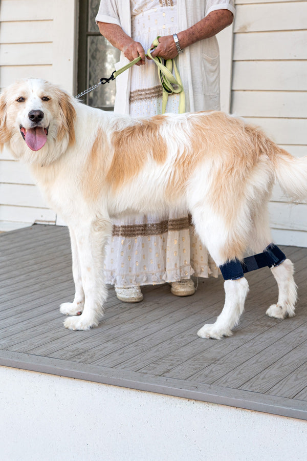 Balto® Link - Rear Legs Control 