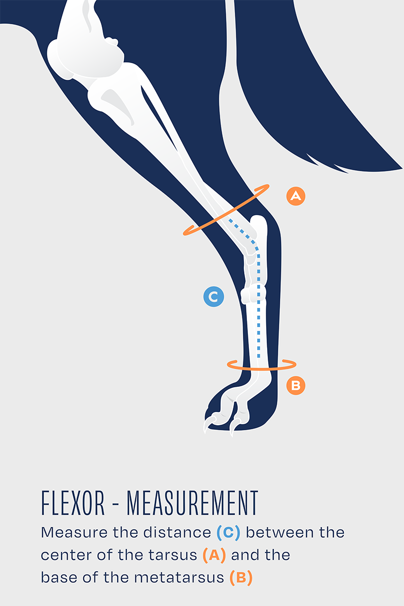 Balto® Flexor - Adjustable Hock Brace