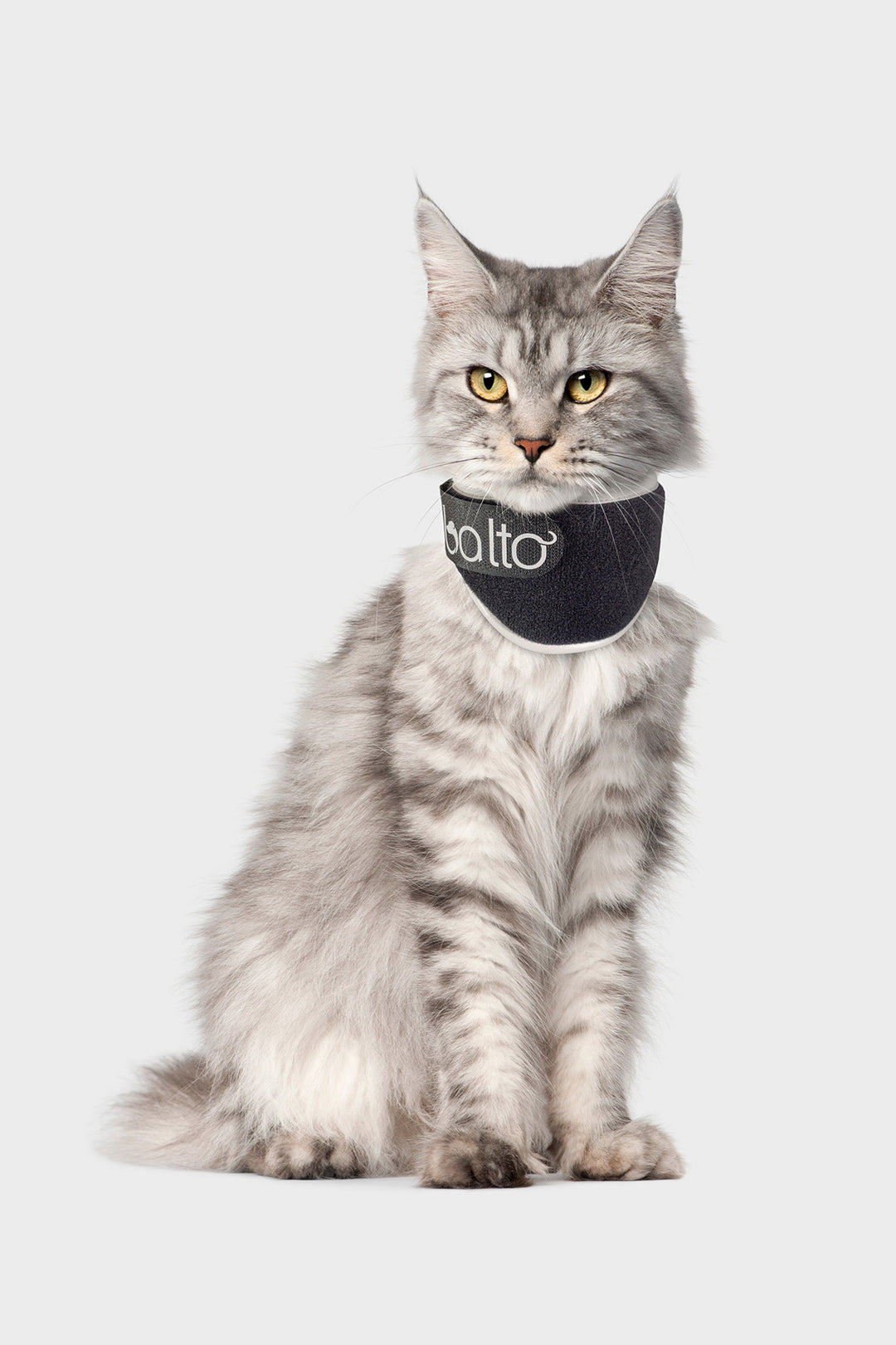 Hair Loss Cat Keeps Losing Collar Balto® Neck Eco Cat – E-Collar