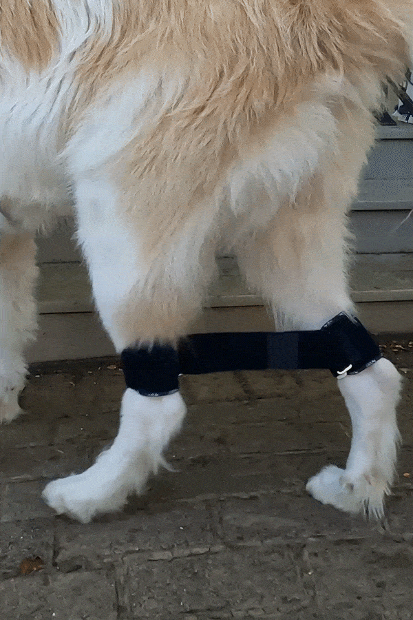 Balto® Link - Rear Legs Control 