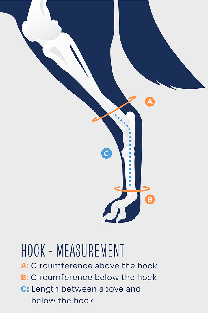 Balto® Hock – Hock Brace