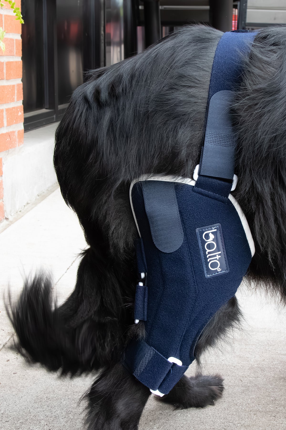 Dog knee outlet brace canada