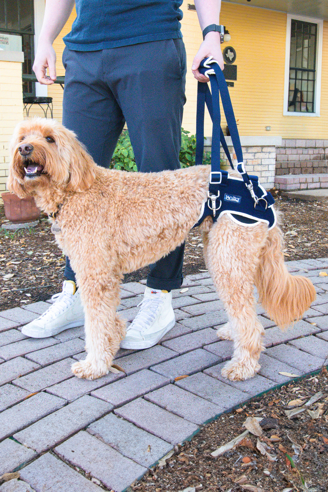 Baltoยฎ Life โ Hip Dysplasia Brace โ Baltoยฎ Canada