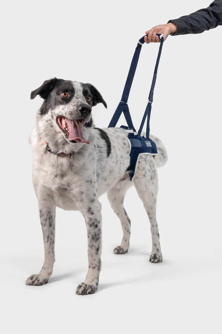 balto canada up hip brace for canines view of dog with brace on smiling