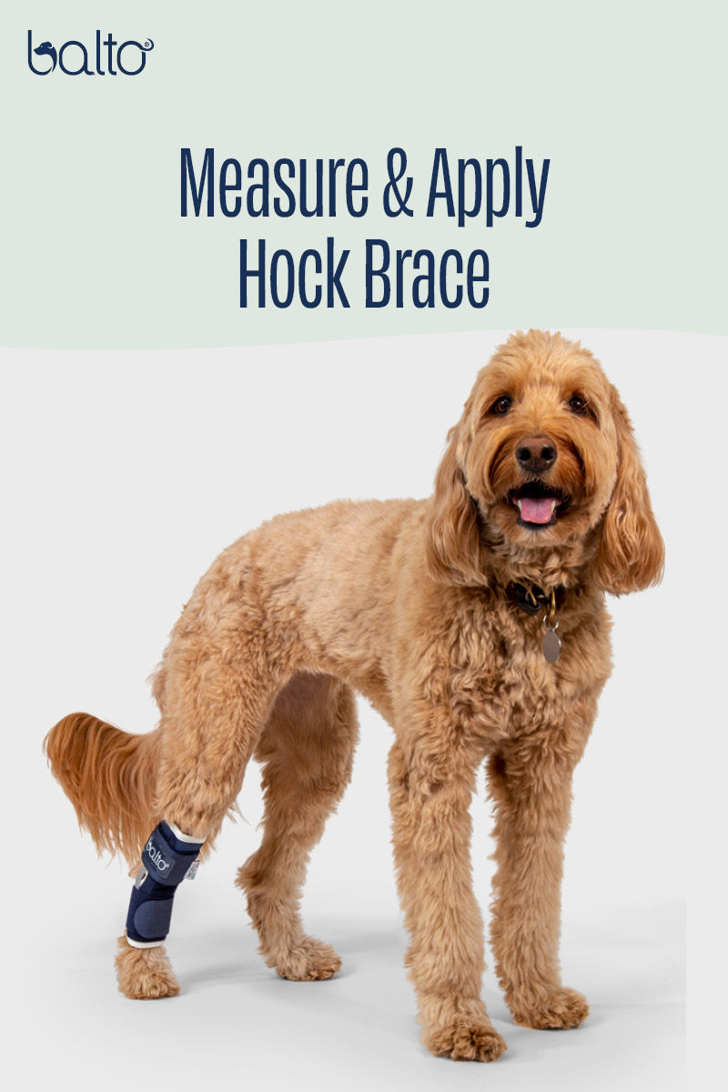 Balto® Hock – Hock Brace