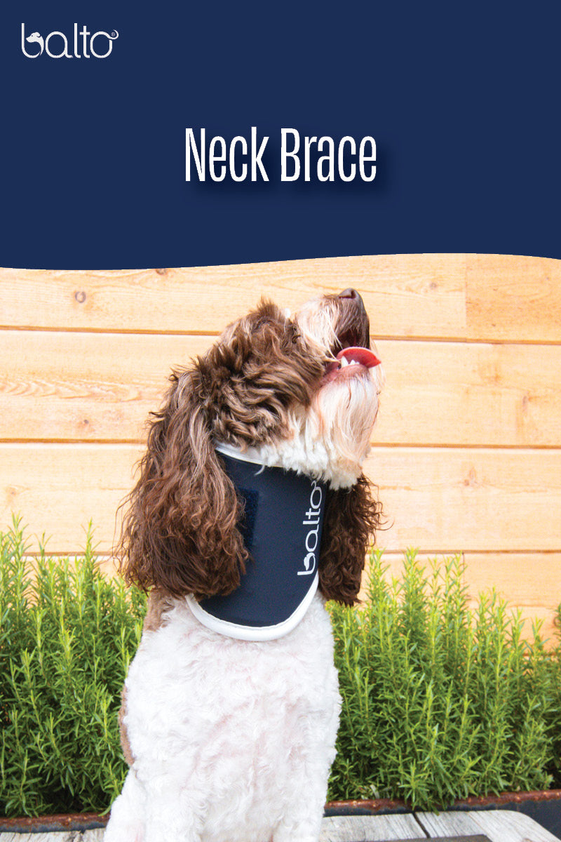 balto neck brace overview video