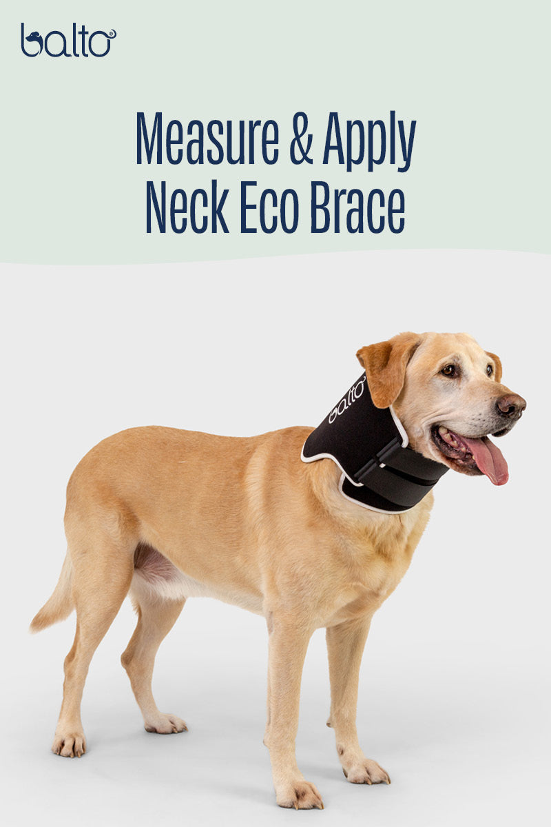 Balto® Neck Eco – E-Collar Alternative