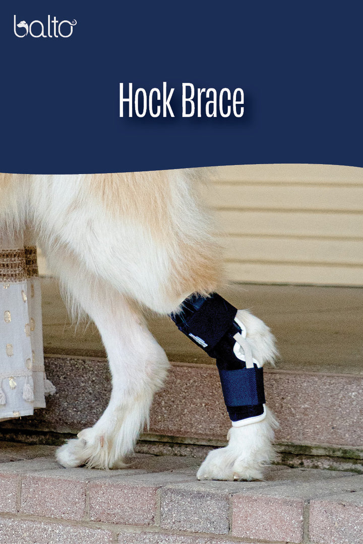 balto hock brace overview