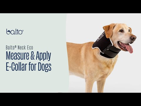 Dog Cone Alternative E Collar Balto Canada