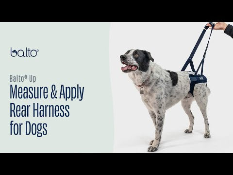 Balto® Up – Rear Harness Support